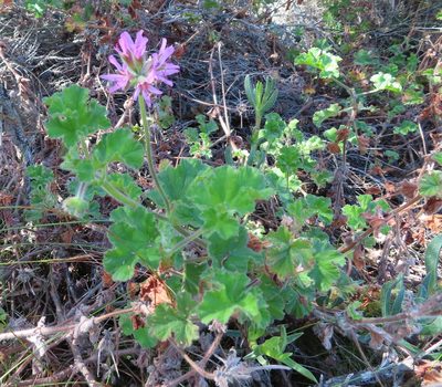 Pelargonium capitatum, photographed by linkie