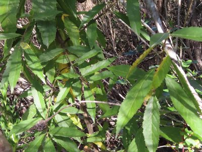 Kiggelaria africana, photographed by linkie