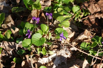 Viola odorata, photographed by Ian Whyte