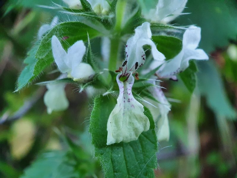 Stachys ocymastrum, photographed by João Valença