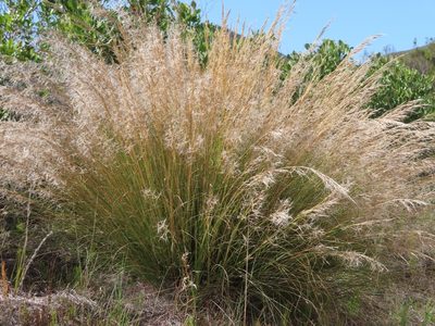 Stipagrostis zeyheri, photographed by linkie