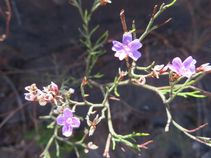 Limonium scabrum, photographed by linkie