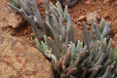 Mesembryanthemum grossum, photographed by Tony Rebelo