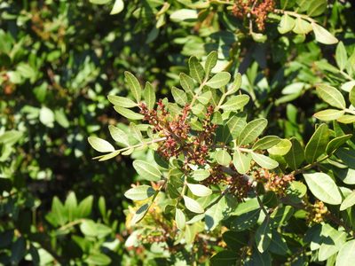 Pistacia lentiscus, photographed by Duarte Frade