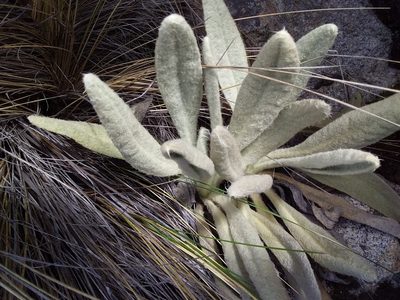 Culcitium canescens, photographed by Humber Alberto
