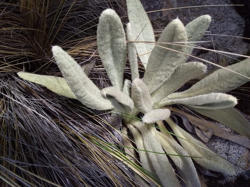 Culcitium canescens, photographed by Humber Alberto