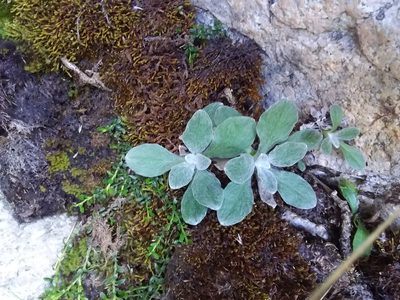 Senecio candollei, photographed by Humber Alberto