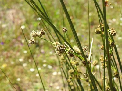Scirpoides holoschoenus, photographed by Duarte Frade
