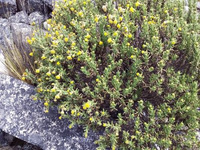 Senecio rufescens, photographed by Humber Alberto