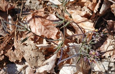 Caulophyllum giganteum, photographed by Ian Whyte