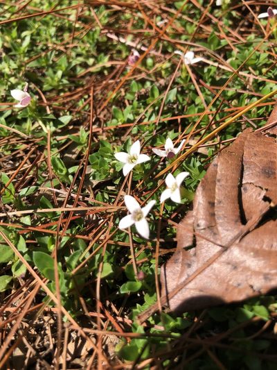 Arcytophyllum serpyllaceum, photographed by Skjold Søndergaard