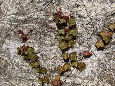 Parthenocissus tricuspidata, photographed by Jens-Christian Svenning