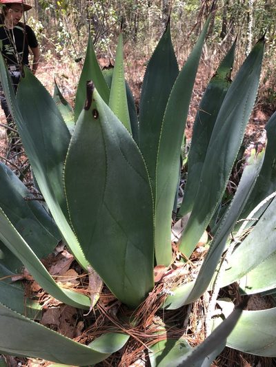 Agave chiapensis, photographed by Skjold Søndergaard