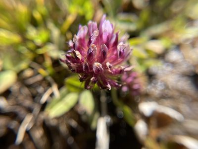 Trifolium wormskioldii, photographed by Daniel Das