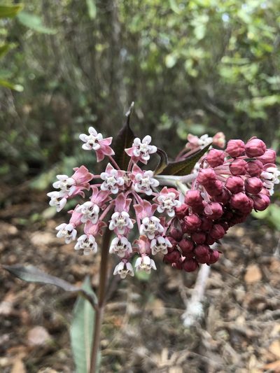 Asclepias pellucida, photographed by Skjold Søndergaard
