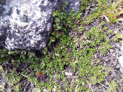 Baccharis alpina, photographed by Humber Alberto