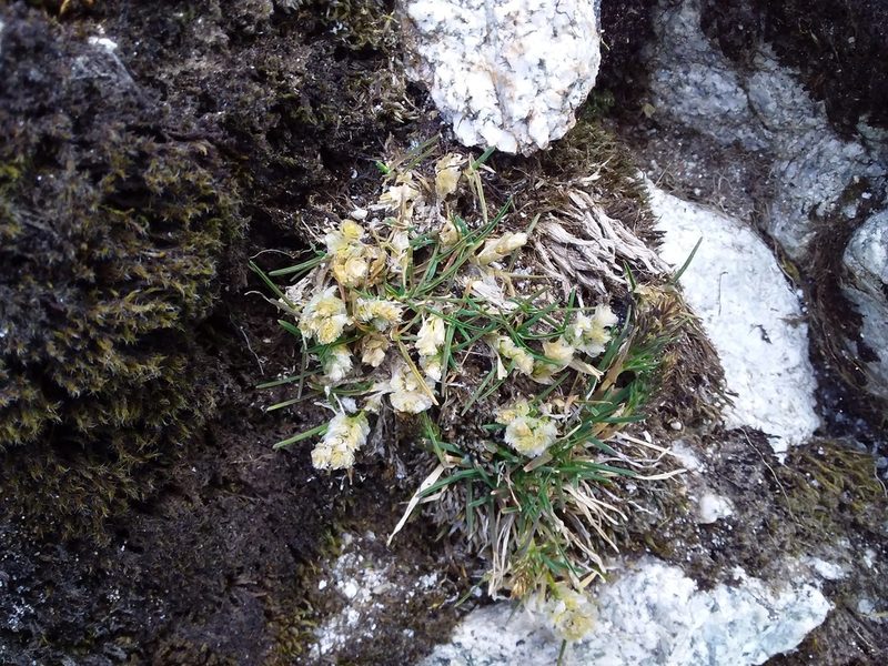 Poa lepidula, photographed by Humber Alberto