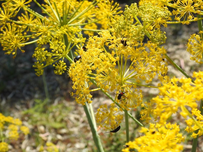Thapsia foetida, photographed by Duarte Frade