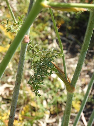 Thapsia foetida, photographed by Duarte Frade