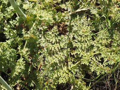 Thapsia foetida, photographed by Duarte Frade