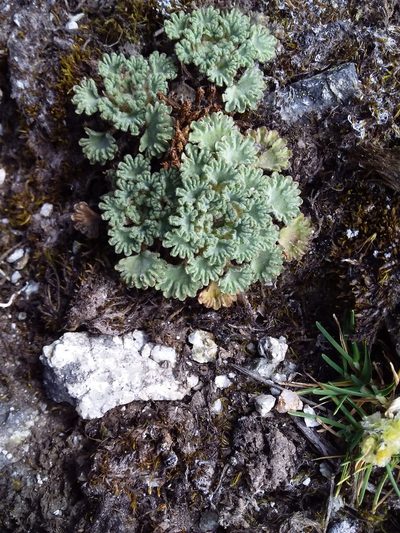 Nototriche obcuneata, photographed by Humber Alberto