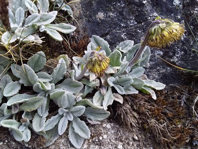 Senecio candollei, photographed by Humber Alberto