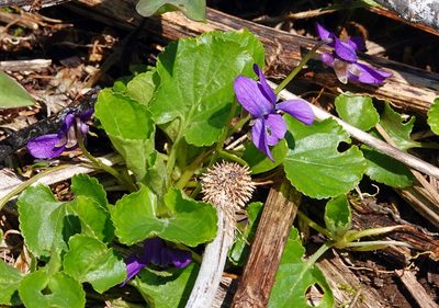 Viola odorata, photographed by Ian Whyte