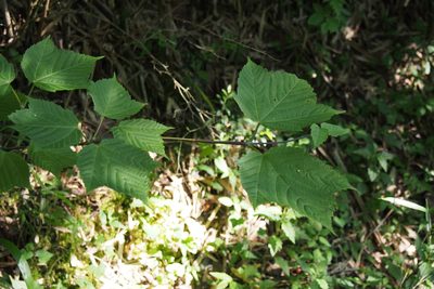 Acer rufinerve, photographed by harum.koh