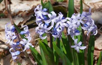Hyacinthus orientalis, photographed by Ian Whyte