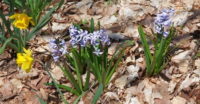 Hyacinthus orientalis, photographed by Ian Whyte
