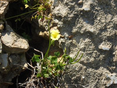 Oxalis pes-caprae, photographed by Duarte Frade