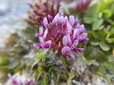 Trifolium wormskioldii, photographed by Daniel Das