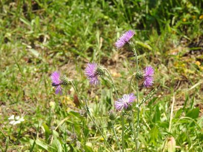 Galactites tomentosus, photographed by Duarte Frade