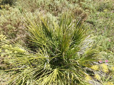 Chamaerops humilis, photographed by Duarte Frade