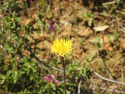 Pulicaria odora, photographed by Duarte Frade