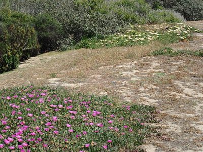 Carpobrotus chilensis, photographed by Henrik Kibak