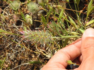 Trifolium angustifolium, photographed by Duarte Frade
