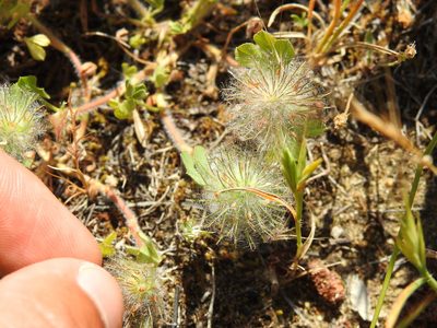 Trifolium cherleri, photographed by Duarte Frade