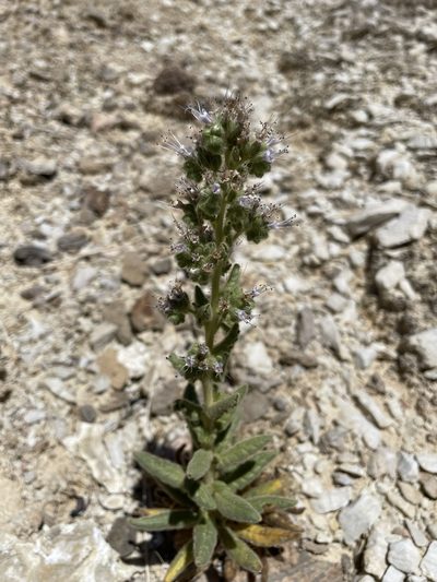 Phacelia palmeri, photographed by Matt Berger