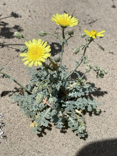 Malacothrix sonchoides, photographed by Matt Berger