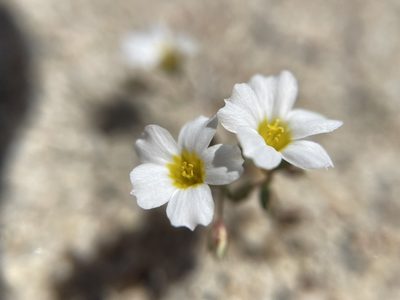 Linanthus inyoensis, photographed by Matt Berger
