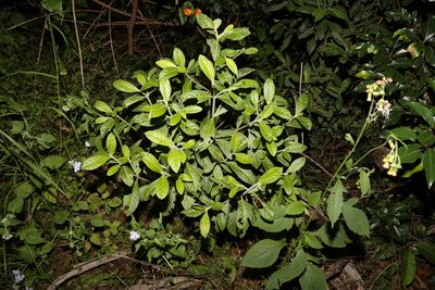 Psychotria loniceroides, photographed by Greg Tasney