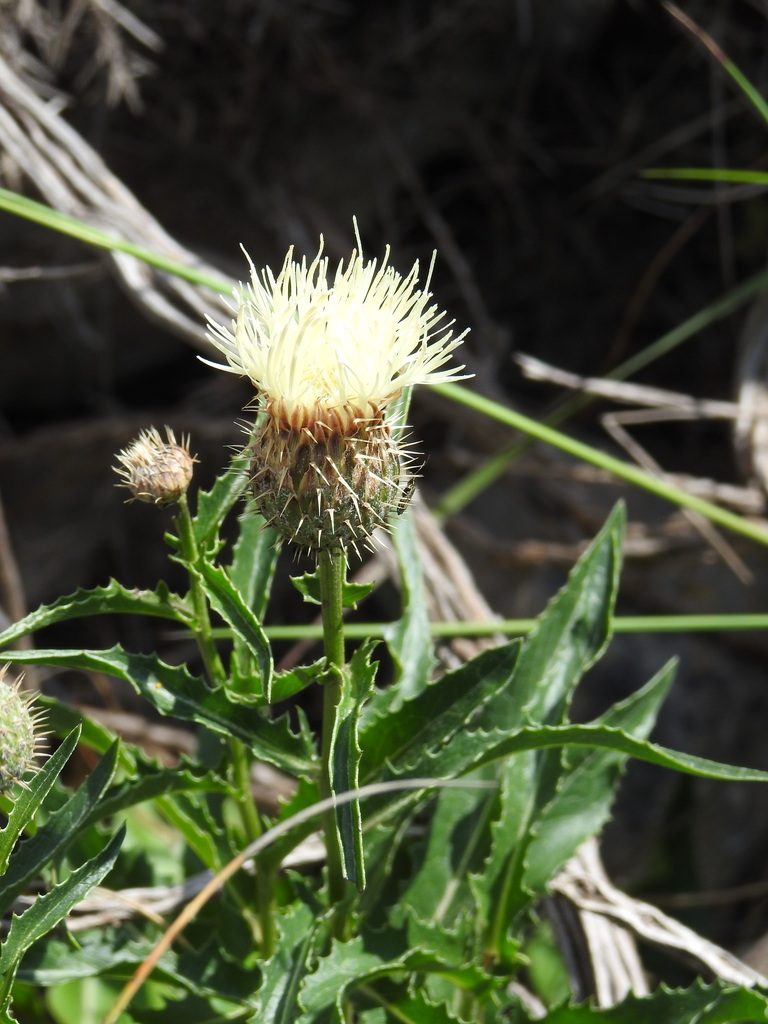 Klasea flavescens, photographed by Duarte Frade