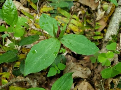 Trillium sessile, photographed by Craig Martin