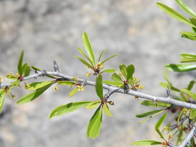 Rhamnus oleoides, photographed by Duarte Frade
