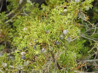 Juniperus turbinata, photographed by Duarte Frade