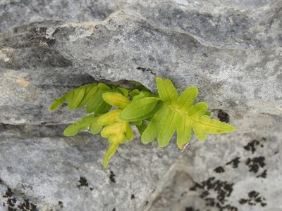 Polypodium cambricum, photographed by Duarte Frade