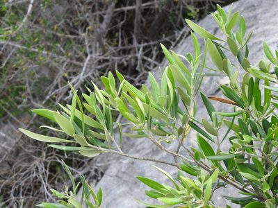 Olea europaea, photographed by Duarte Frade