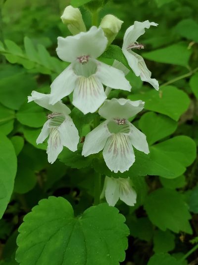 Synandra hispidula, photographed by Craig Martin