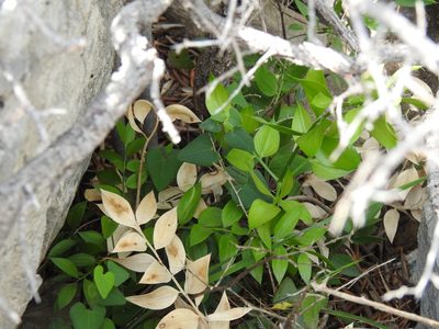 Ruscus aculeatus, photographed by Duarte Frade